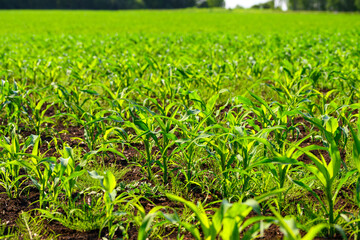 Fototapeta premium A Beautiful Lush Green Corn Field Bathed in Bright Sunshine Under Clear Blue Skies
