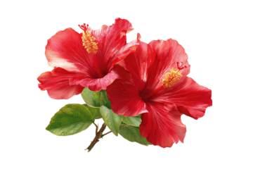 Two vibrant red hibiscus blossoms with green leaves