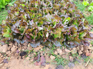 Green cos lettuce in the planting plot.