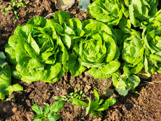 Field of green lettuce vegetables.