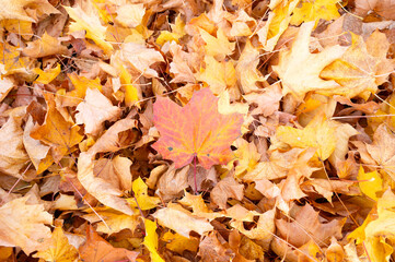 Colorful autumn foliage fallen from tree, forest ground, fall season, orange, yellow and red colored leaves