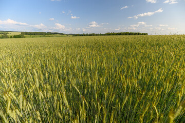 A vast, lush green wheat field stretches under a serene and clear blue sky overhead
