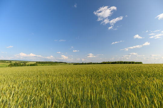 Fototapeta A Vast Expansive Golden Wheat Field Stretching Out Beneath a Clear and Bright Blue Sky Above