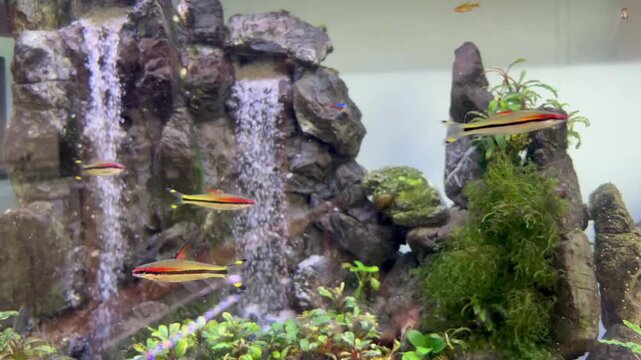 Schools of Puntius denisoni and Neon Tetra Swimming in Aquarium with Sand Waterfall Decoration Highlighting Colorful Tropical Fish and Aquascape Detail