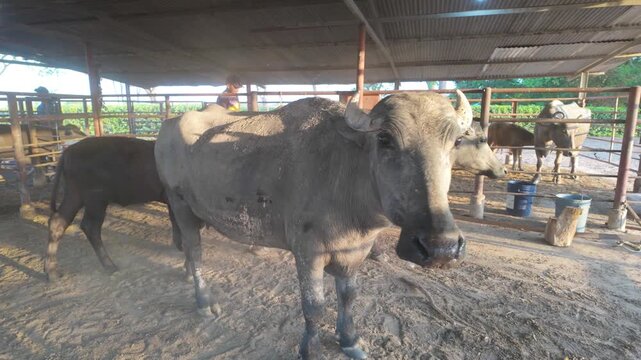 Medium shot adult water buffalo with a curious gaze, standing in its farm pen, representing livestock and the dairy meat industry.