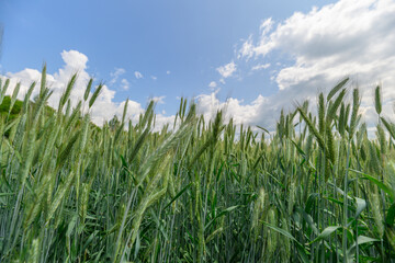 A Vibrant and Lush Green Wheat Field Spreading Out Under a Bright, Clear Blue Sky Above