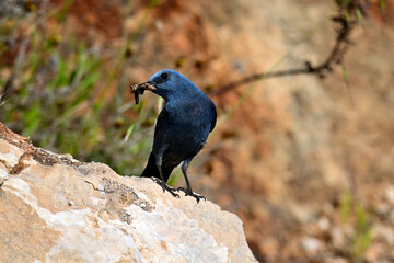 Blue rock thrush male with food in the beak // männliche Blaumerle mit Futter im Schnabel (Monticola solitarius) 