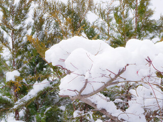 枝に降り積もった沢山の雪
