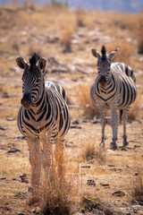 Fototapeta premium Zebra