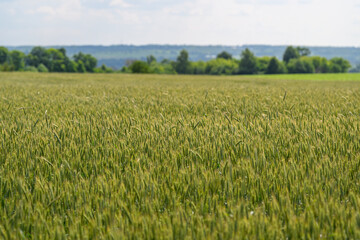 A Beautiful, Lush Green Wheat Field Flourishing Under a Bright and Sunny Sky Above