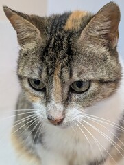 close up portrait of a cat