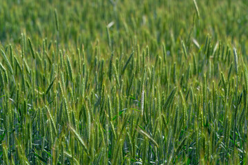 Obraz premium A Vibrant Green Wheat Field in its Full Growth Stage, Flourishing Under the Suns Warm Glow