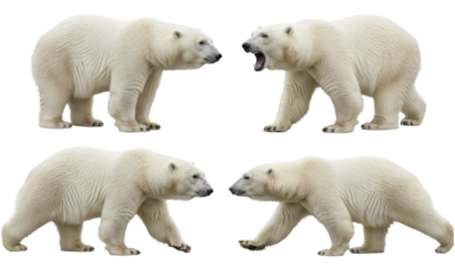 Multiple polar bears standing and roaring, walking on a transparent background, PNG image