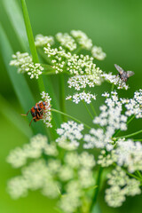 A CloseUp of Various Pollinators Interacting with Delicate White Flowers in Natures Beauty