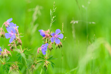 In a beautiful and vibrant scene, wildflowers bloom within a lush green field under the sun
