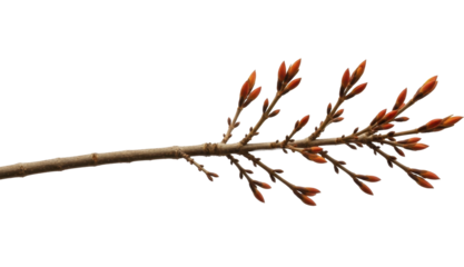 Spring Tree Branch with Orange Buds Showing New Growth on a Transparent Background, PNG Image, PNG File