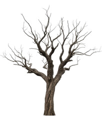 Fototapeta premium Leafless dormant tree with intricate branch structure and rough trunk texture on a transparent background, PNG image