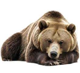 Brown bear resting with head on paws, a majestic wildlife PNG image on a transparent background