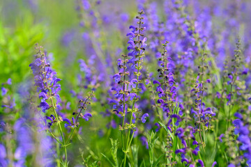 Fototapeta premium Vibrant and Colorful Purple Wildflowers in Full Bloom During the Beautiful Spring Season