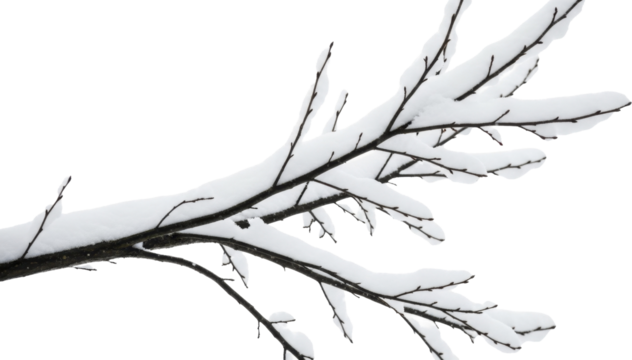 Winter tree branches covered in fresh white snow on a transparent background PNG image file