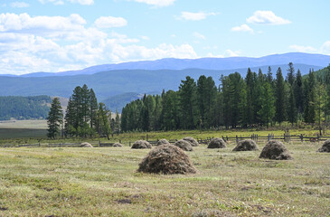 Green meadow with harvested haystacks in a mountainous area