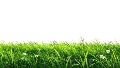 Lush grass with small daisies against a solid black background