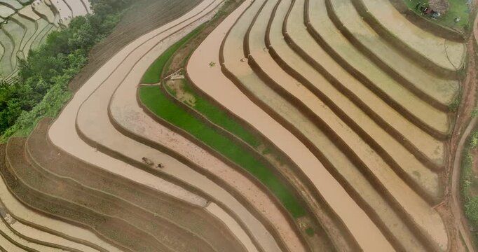 Hmong farmers prepare their fields and plant rice on terraced fields in Mu Cang Chai, Yen Bai. Photo taken in Yen Bai on June 22, 2025.	