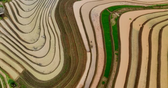 Hmong farmers prepare their fields and plant rice on terraced fields in Mu Cang Chai, Yen Bai. Photo taken in Yen Bai on June 22, 2025.	