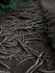 Tangled Tree Roots Covering Forest Floor Texture Background