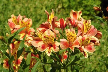 Alstroemeria Peruvian lily flowers blooming in garden