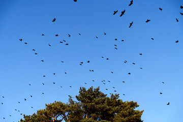 A flock of crows or ravens flies chaotically in a bright blue sky. The birds are silhouetted against the clear background, creating a dynamic and symbolic natural scene