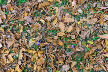 A top view of a carpet of yellow and brown oak leaves lying on the ground