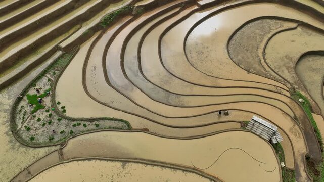 Hmong farmers prepare their fields and plant rice on terraced fields in Mu Cang Chai, Yen Bai. Photo taken in Yen Bai on June 22, 2025.