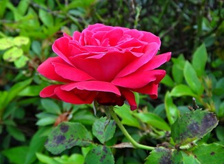 Pink rose flower with blackspot disease on leaves