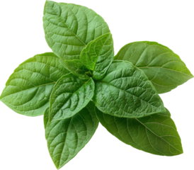 holy basil leaves 