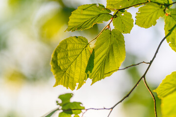Vibrant, Lush Green Leaves Beautifully Catching Sunlight in a Stunning Natural Setting