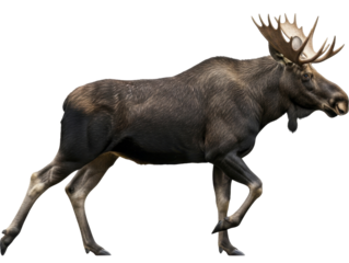 Large male moose with impressive antlers walking in side profile on a transparent background PNG image PNG file