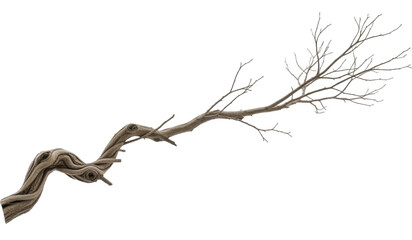 Gnarled Twisted Tree Branch or Dry Vine on a Transparent Background, PNG Image