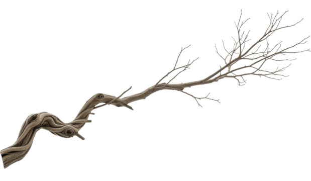 Gnarled Twisted Tree Branch or Dry Vine on a Transparent Background, PNG Image