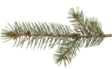 Naklejka premium Winter evergreen spruce branch with fresh snow, on a transparent background, PNG file
