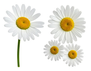 Obraz premium Pure White Daisy Pair Set – isolated on transparent background