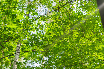 A Lush Green Canopy Illuminated by Sunlight Represents the True Essence of Natures Serenity