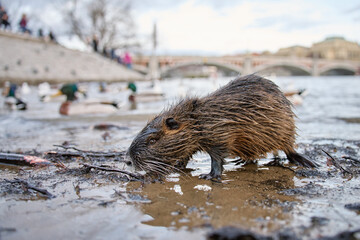 Coypu sitting on wet sand near Vltava river in Prague city. Close up of wild rodent with wet fur sitting on riverbank among branches and sand