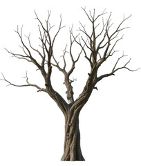 Fototapeta premium Bare winter tree with gnarled trunk and branches on a transparent background, PNG image, PNG file