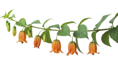 Orange and yellow bell flowers on green vine with leaves, PNG image on transparent background