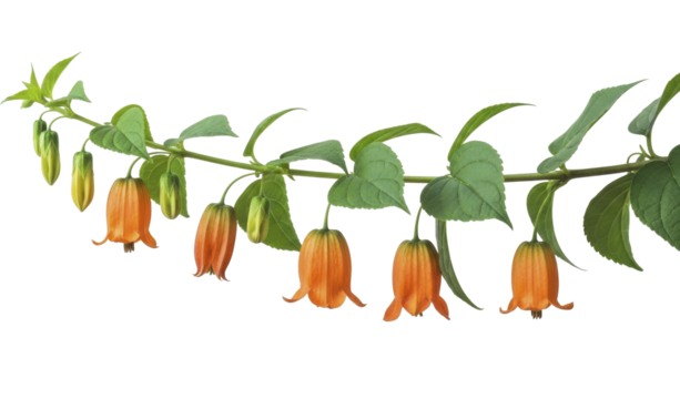 Orange and yellow bell flowers on green vine with leaves, PNG image on transparent background
