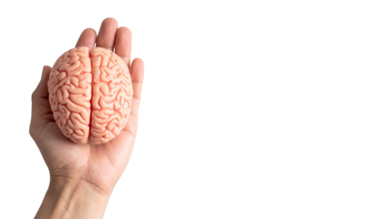 Human hand holding a brain model, showcasing concept of thought, intelligence, and cognitive function. 