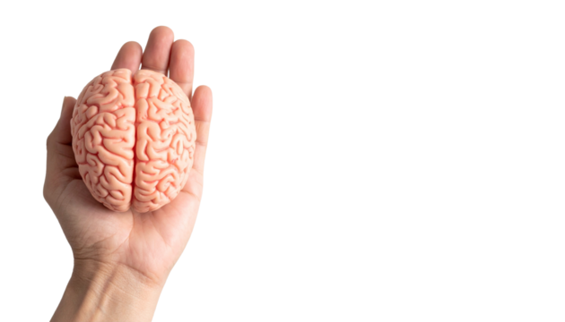 Human hand holding a brain model, showcasing concept of thought, intelligence, and cognitive function. 