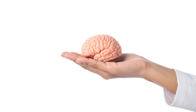 A close-up view of a hand holding a model of a human brain