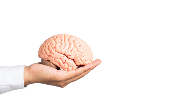 Human hand holding the model of the brain, symbolizing the mind and intellect